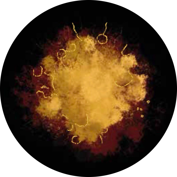 Tenuta le Rogge — logo con arte ad acquerello nei toni dell'oro e del rosso intenso