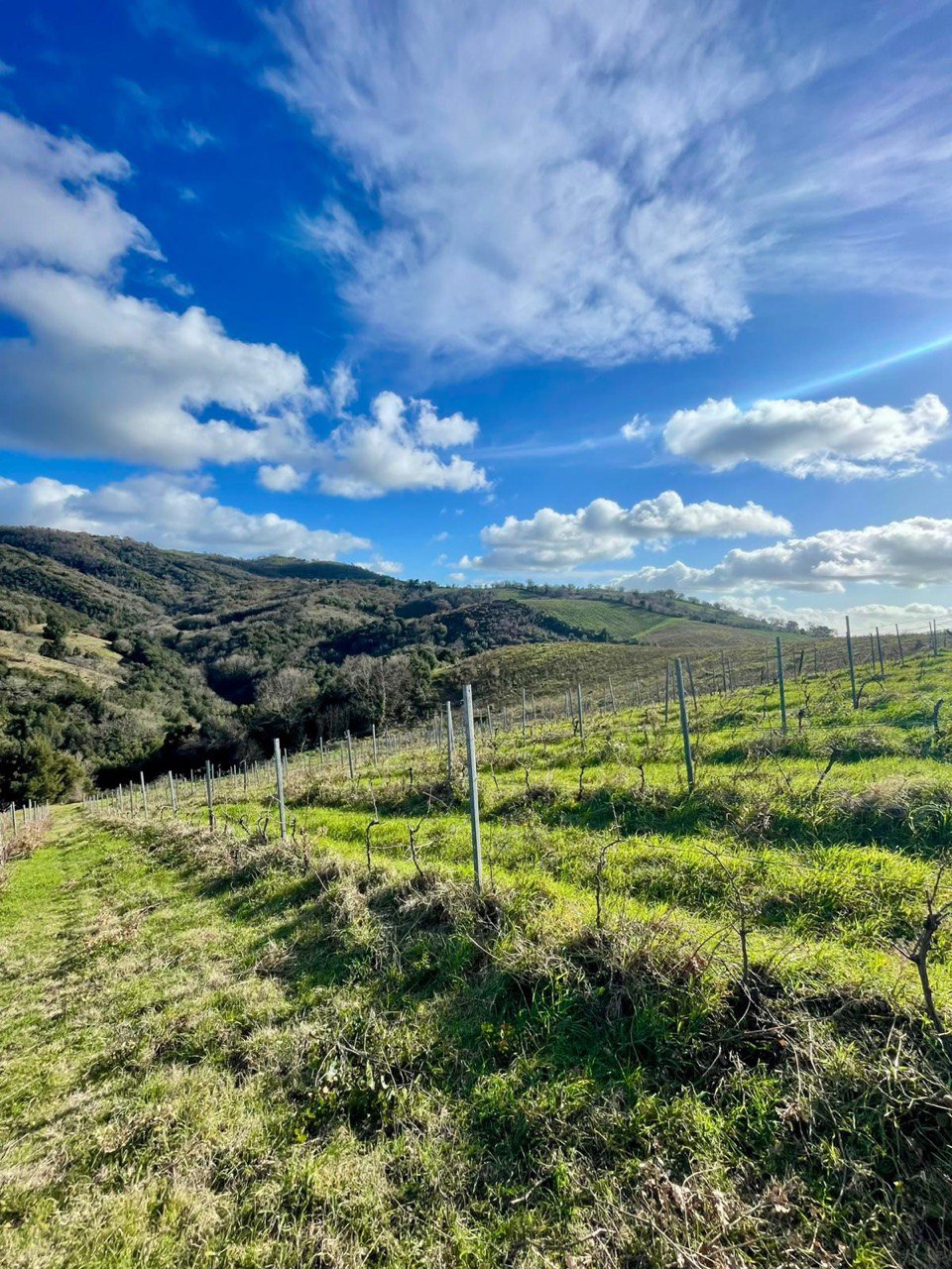 Vista panoramica dei vigneti in Maremma Toscana